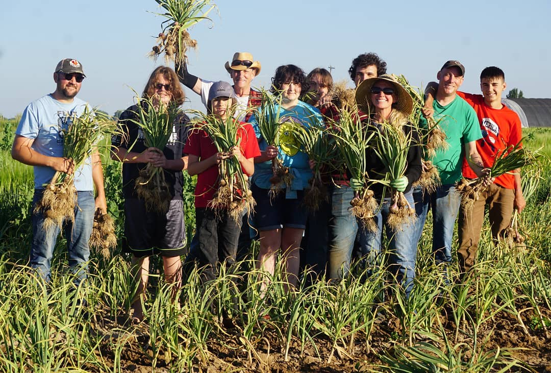 Garlic harvest on Garlic Gods Idaho farm in 2020