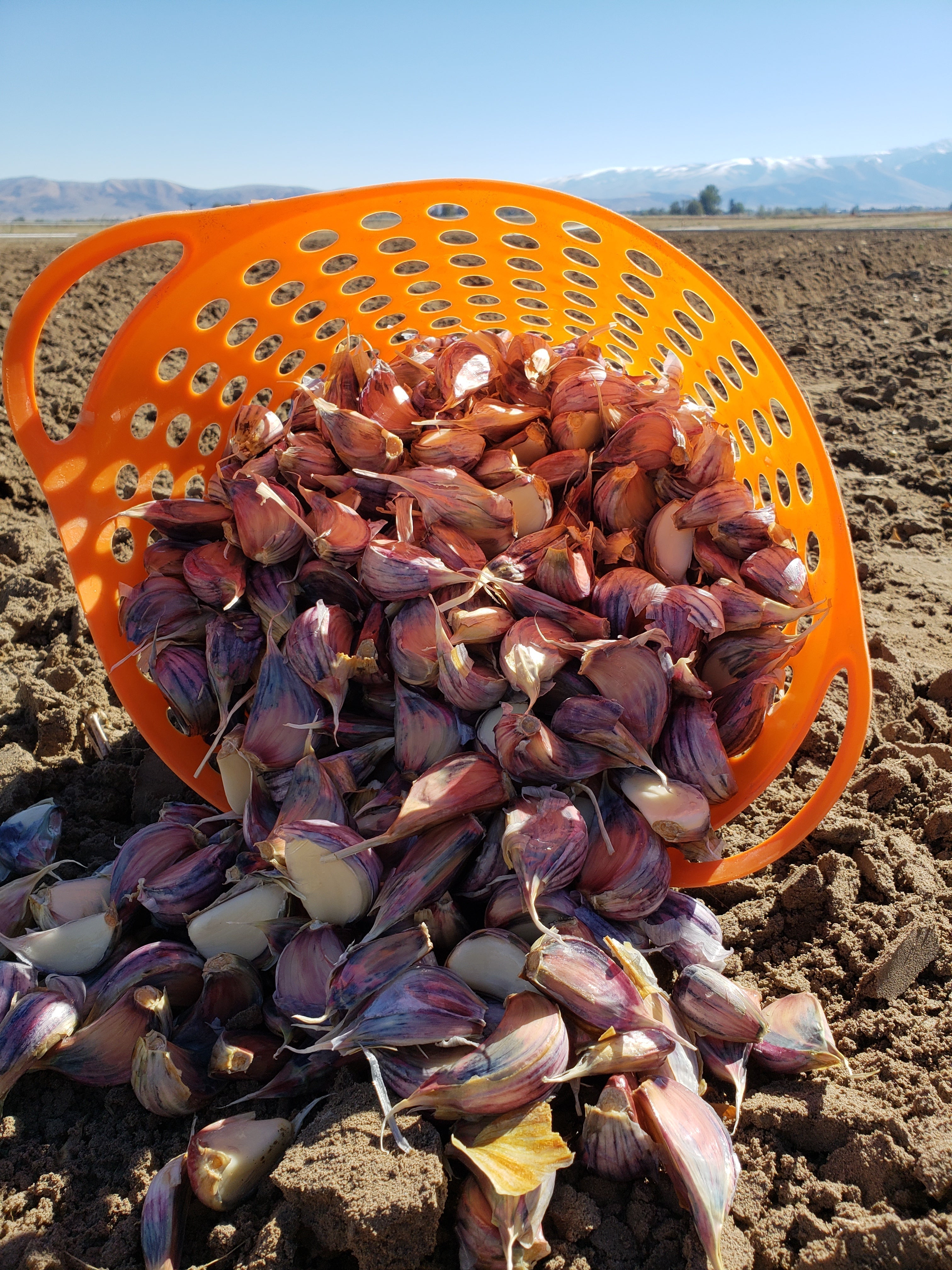 Hardneck garlic cloves ready to plant in October on Garlic Gods farm 