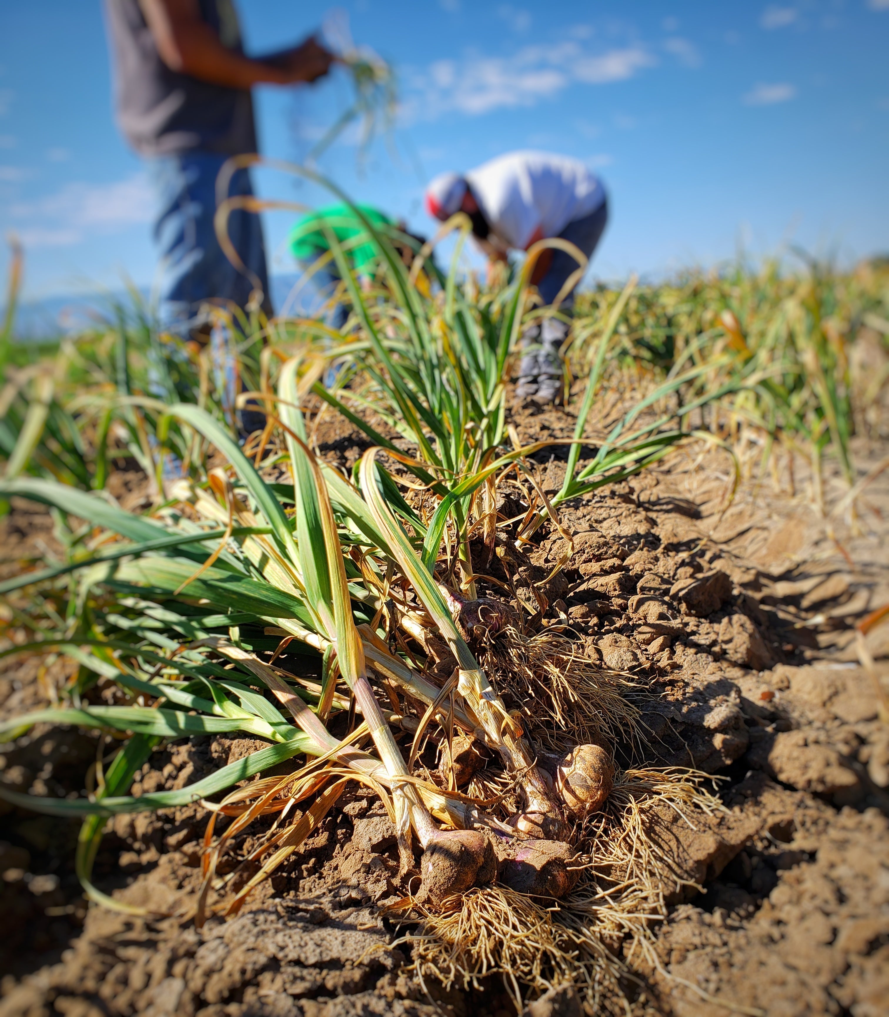 Workers harvesting garlic in a field at Garlic Gods farm in Idaho