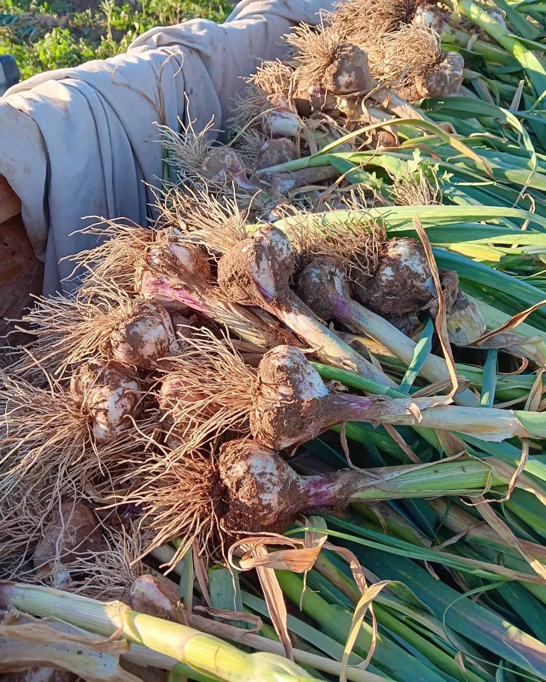 Freshly harvested Inchelium Red garlic in early summer