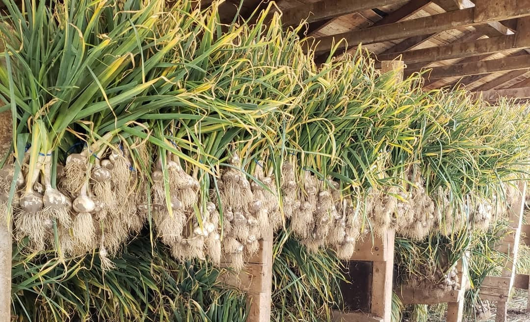 Softneck garlic curing in the barn in July