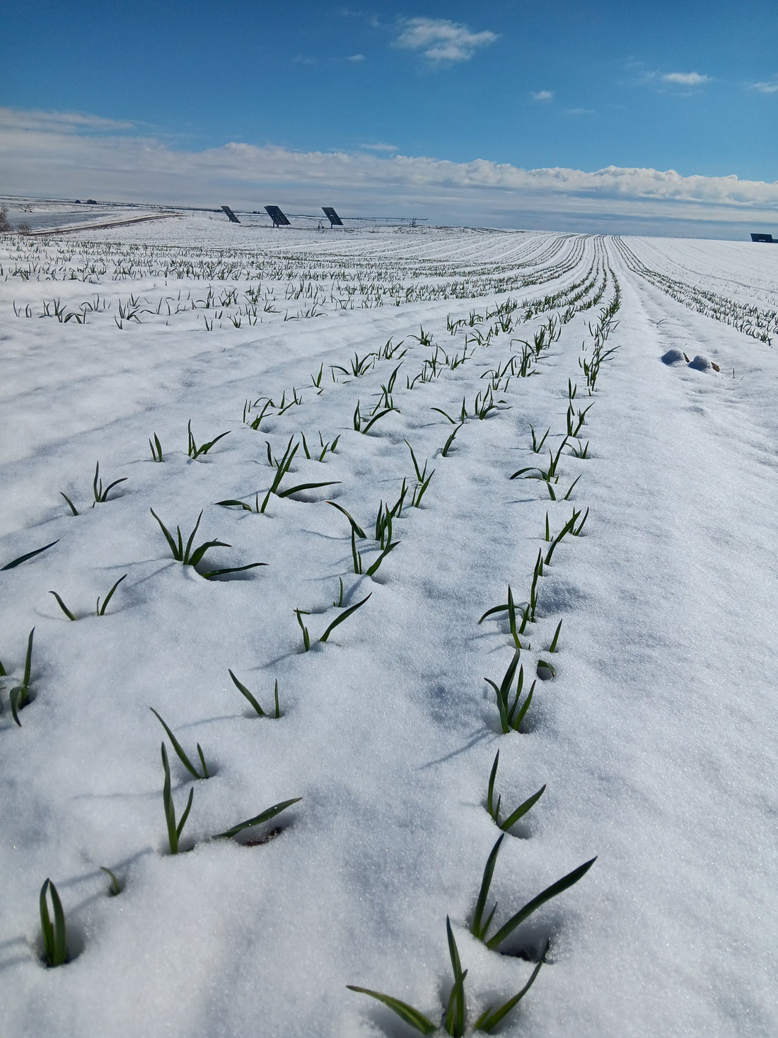 Rows of garlic sprouting through snow in a winter field