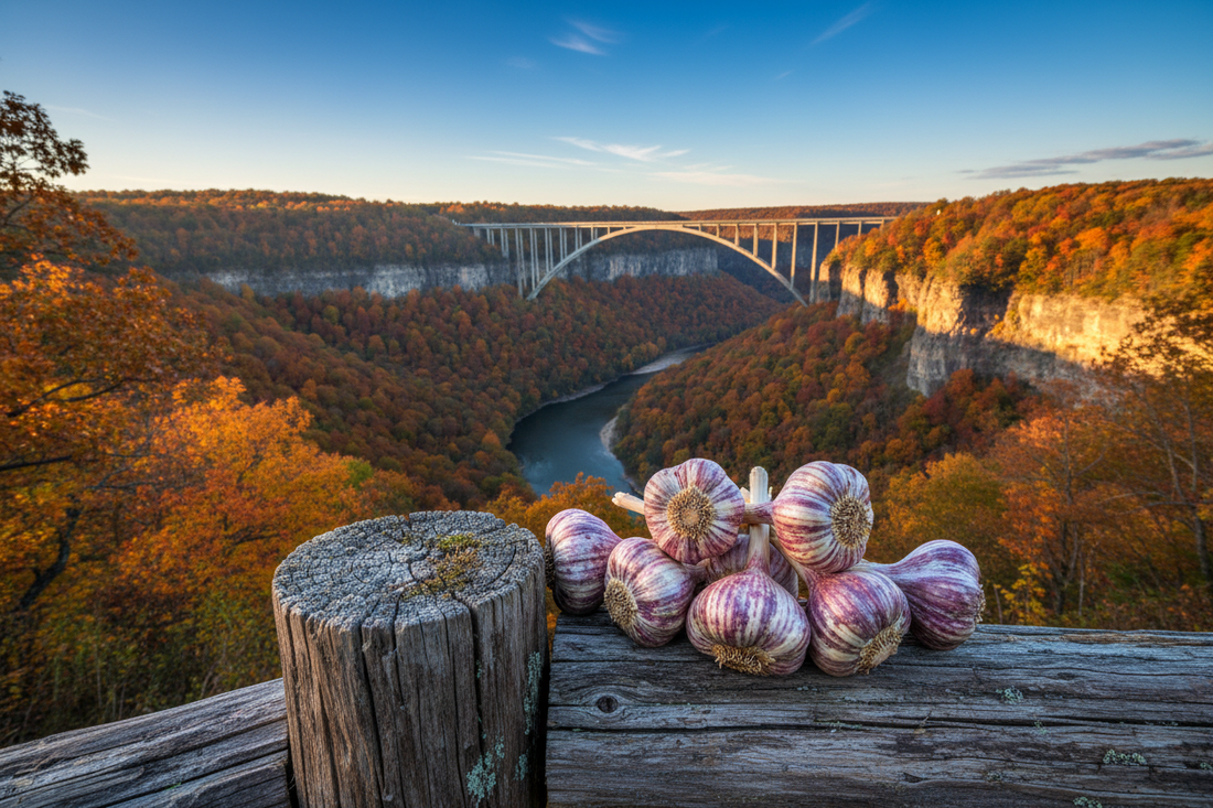 Freshly harvested hardneck garlic bulbs with purple-marbled wrappers on a weathered fence post overlooking the New River Gorge bridge in West Virginia, brilliant red orange and gold autumn foliage covering the gorge walls