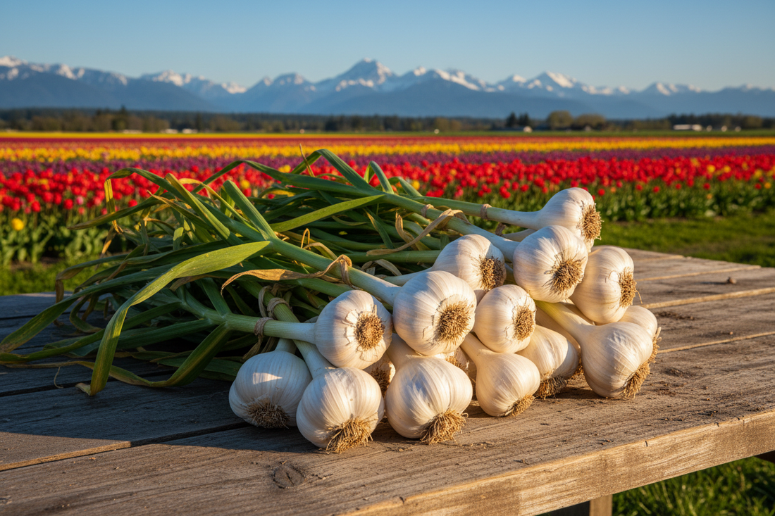 white softneck garlic with full green leaves against the Skagit Valley farmland and snow-capped North Cascades