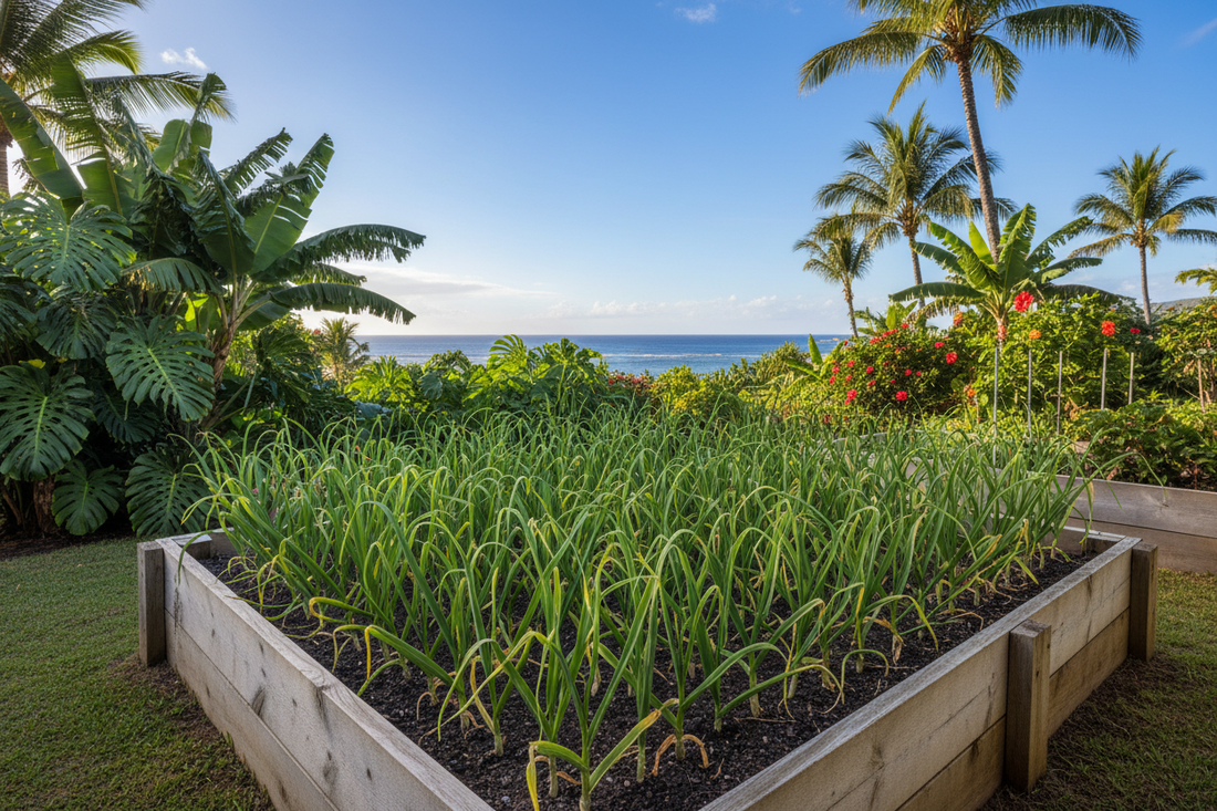 Garlic thriving in a warm, southern, sunny climate near the ocean