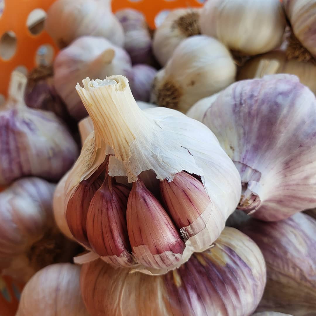Exposed cloves of Persian Star garlic bulb
