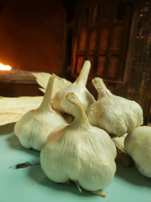 Garlic Gods getting ready to break bulbs for fall planting