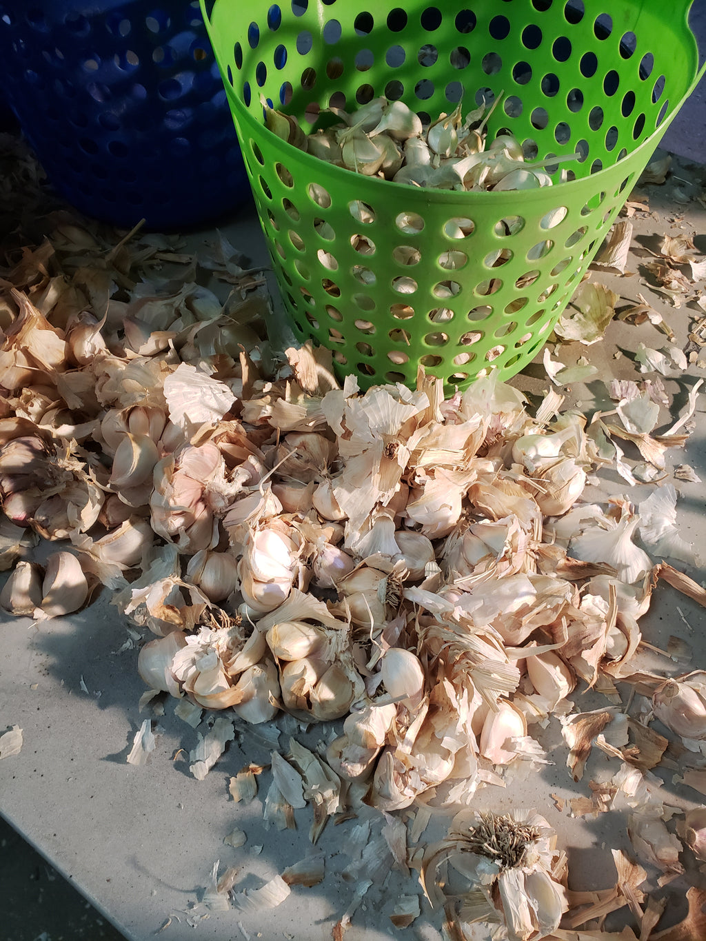 bulbs to cloves before planting
