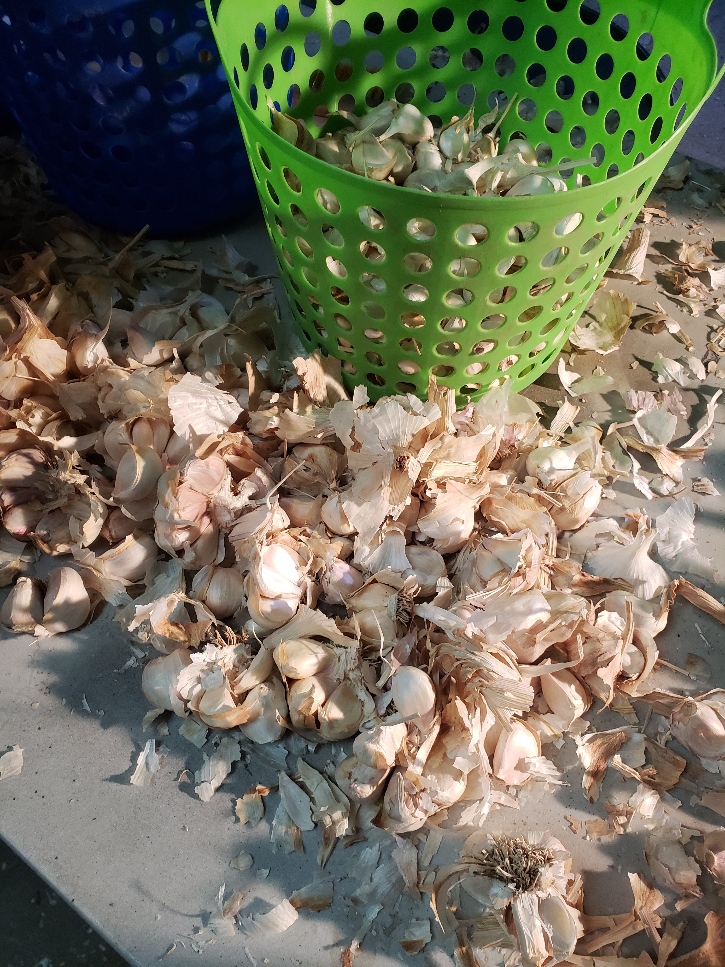 bulbs to cloves before planting