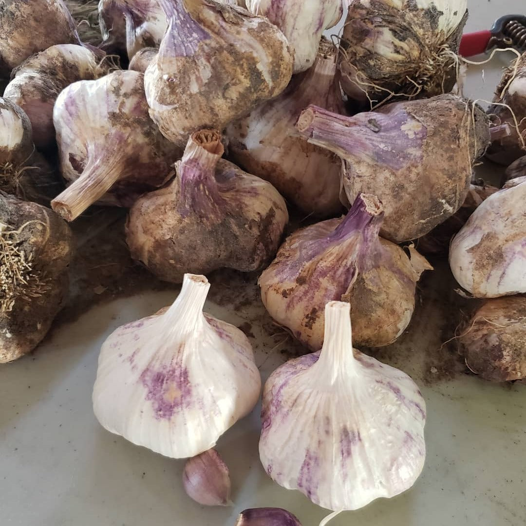 Morado garlic bulbs piled on a farm table with garlic hanging to cure in the background