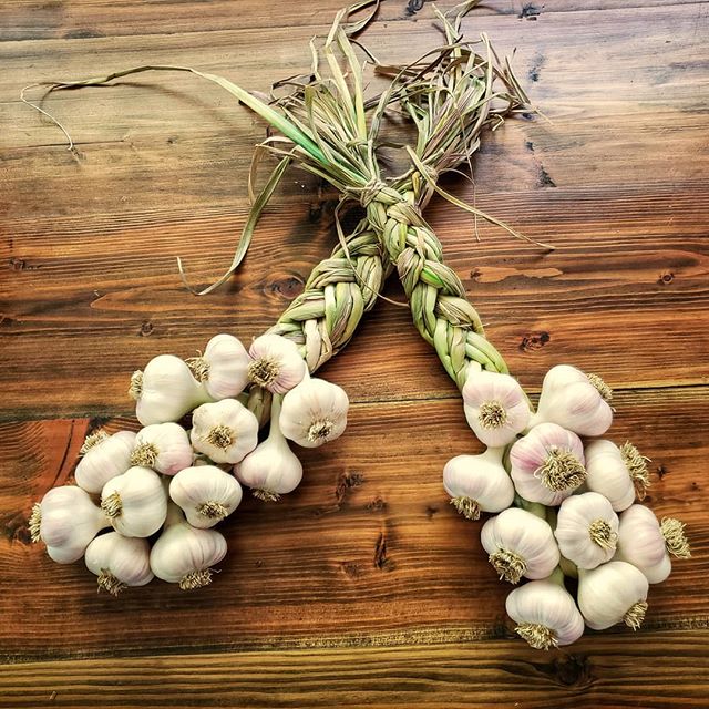Southern Mix Seed Garlic