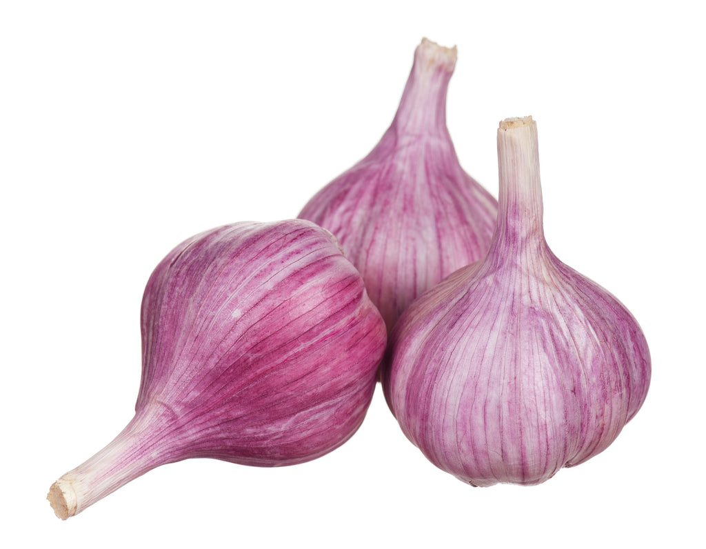 Fresh Chesnok Red hardneck garlic for fall planting