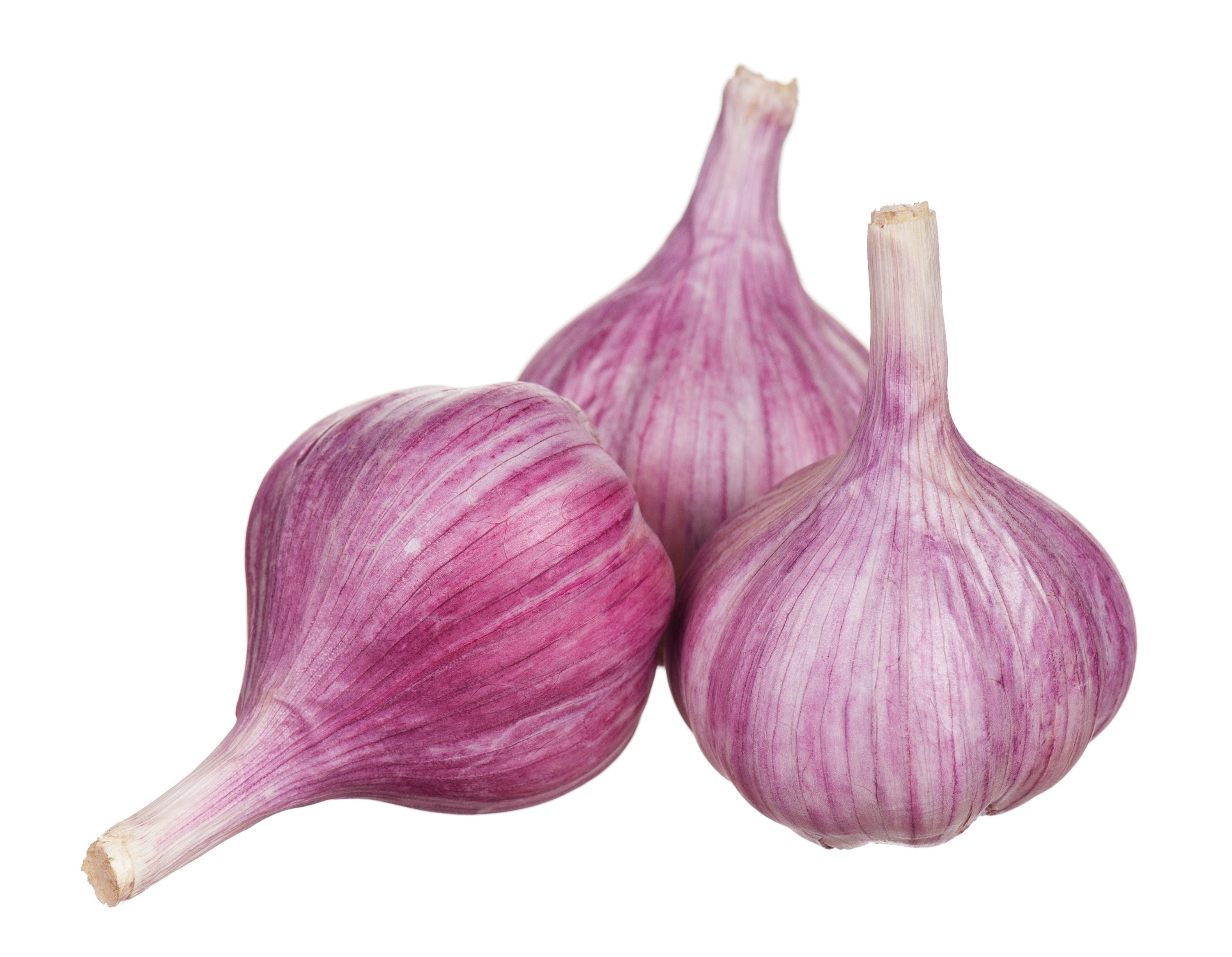 Fresh Chesnok Red hardneck garlic for fall planting