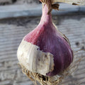 close up of Chesnok Red hardneck garlic 