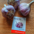 Beautiful striping on Asiatic Hardneck garlic seed