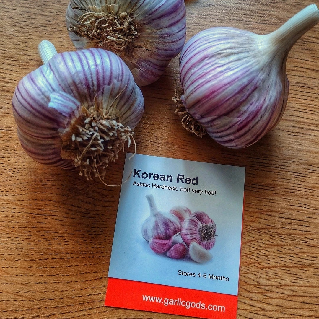 Beautiful striping on Asiatic Hardneck garlic seed