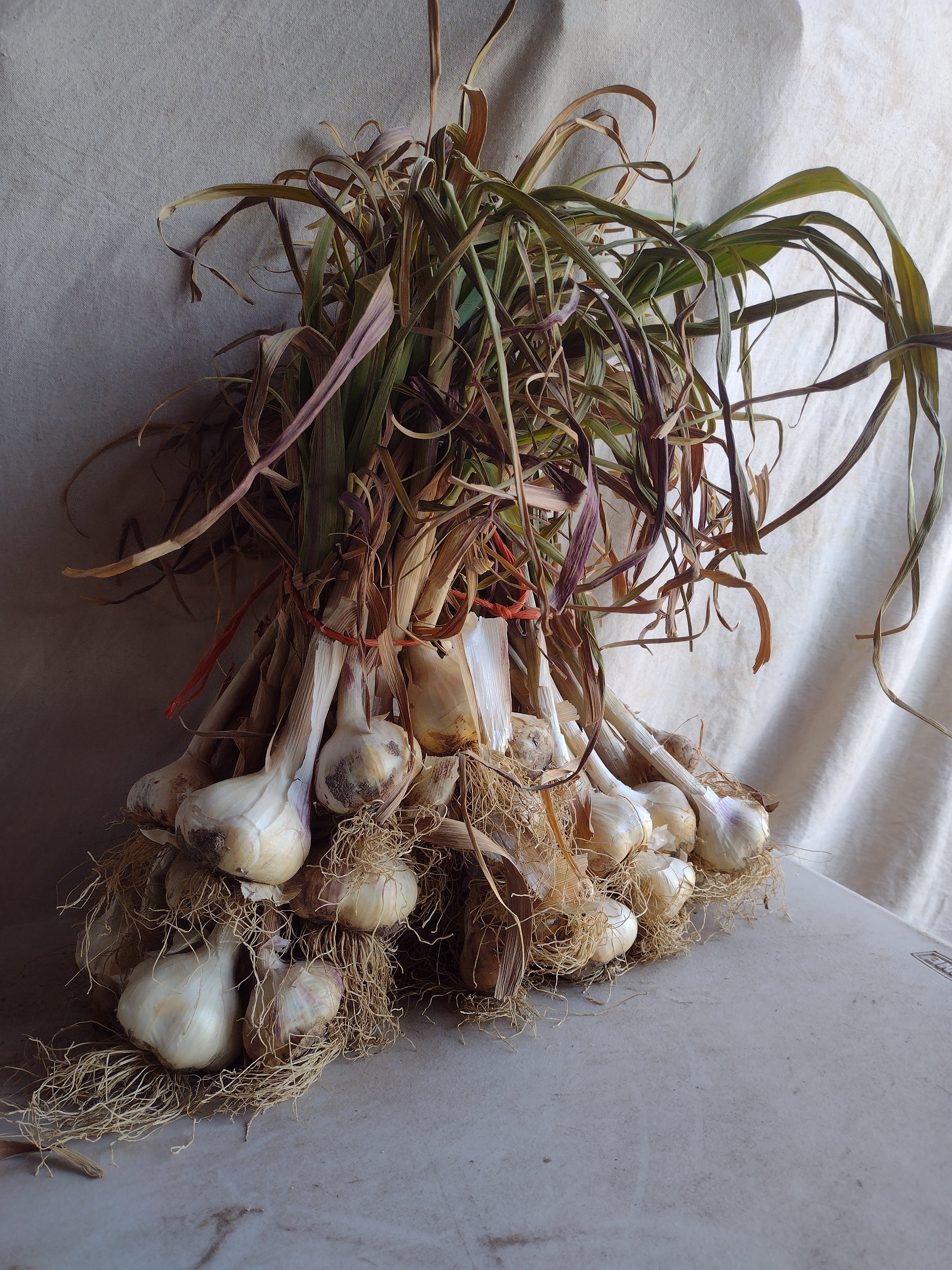 Softneck garlic bundle