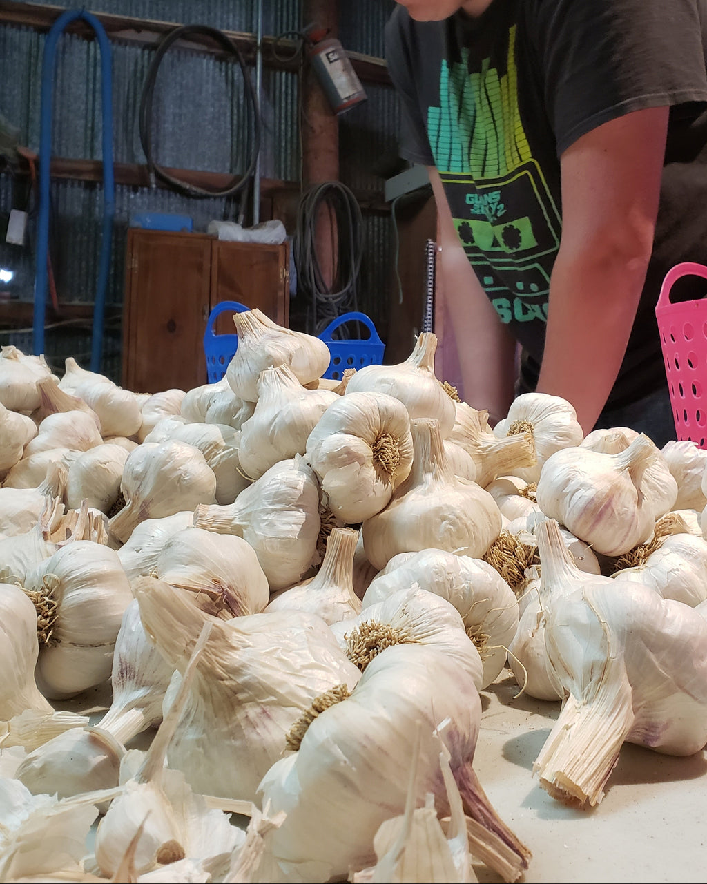 Sorting garlic bulbs in Garlic Gods shop