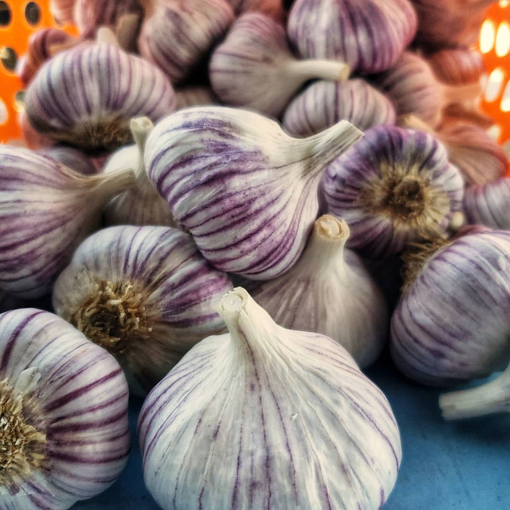 Bright purple stripes on Korean Red garlic bulbs