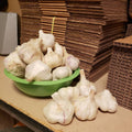  archichoke softneck garlic