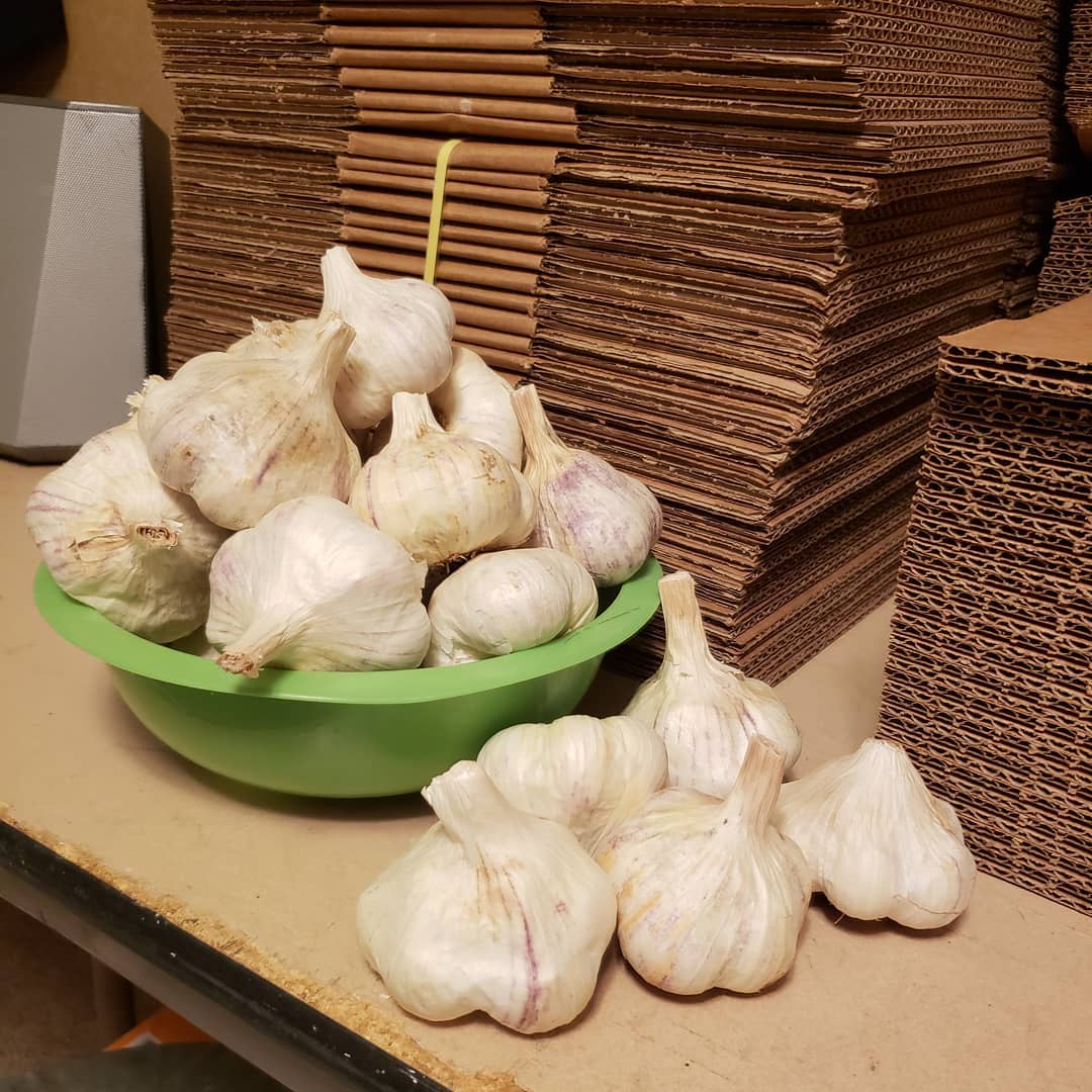  archichoke softneck garlic