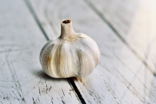 Softneck artichoke garlic bulb