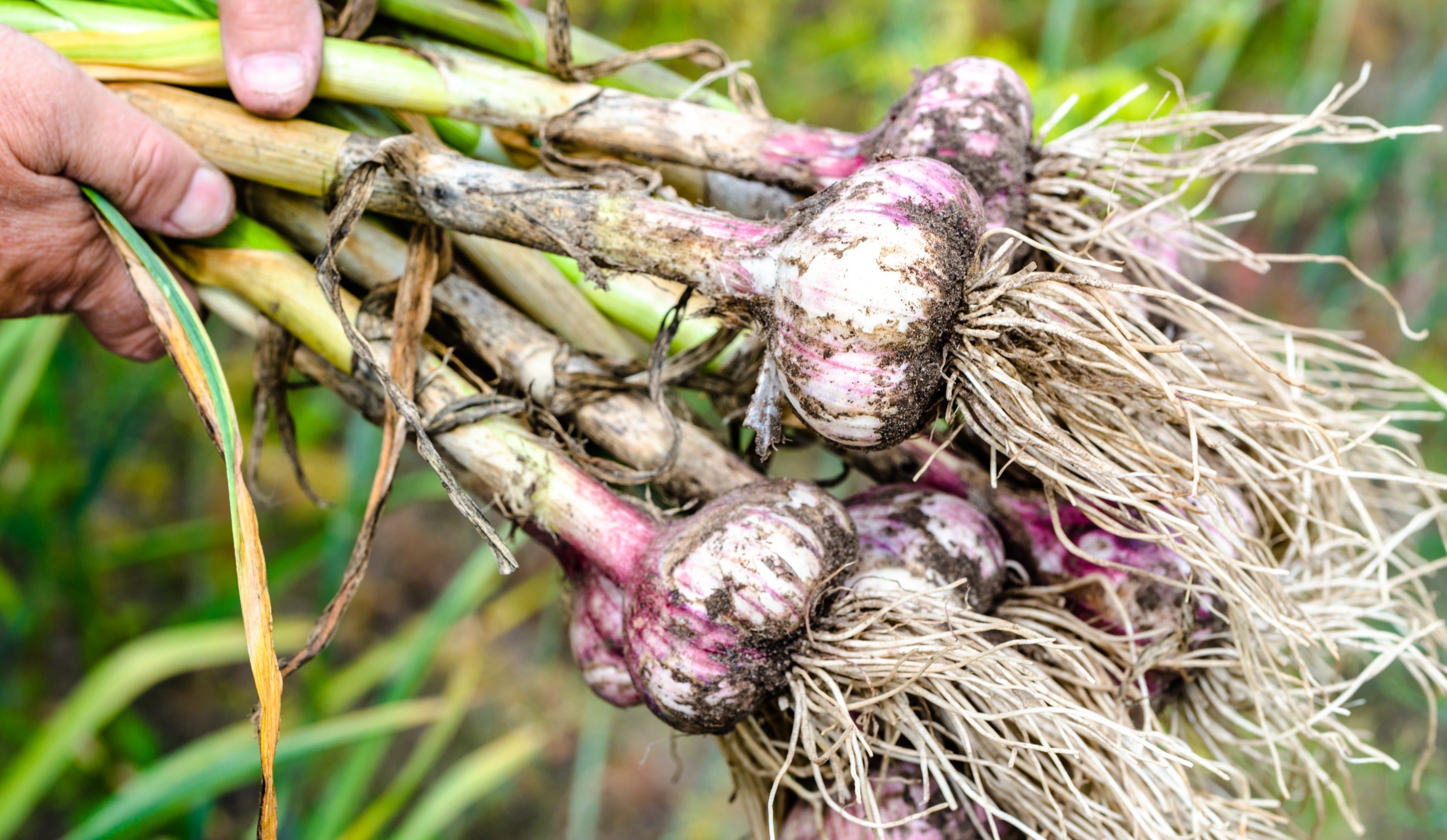 Russian Red Fresh from the ground