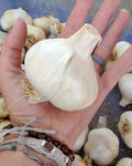 Garcua white softneck garlic bulbs