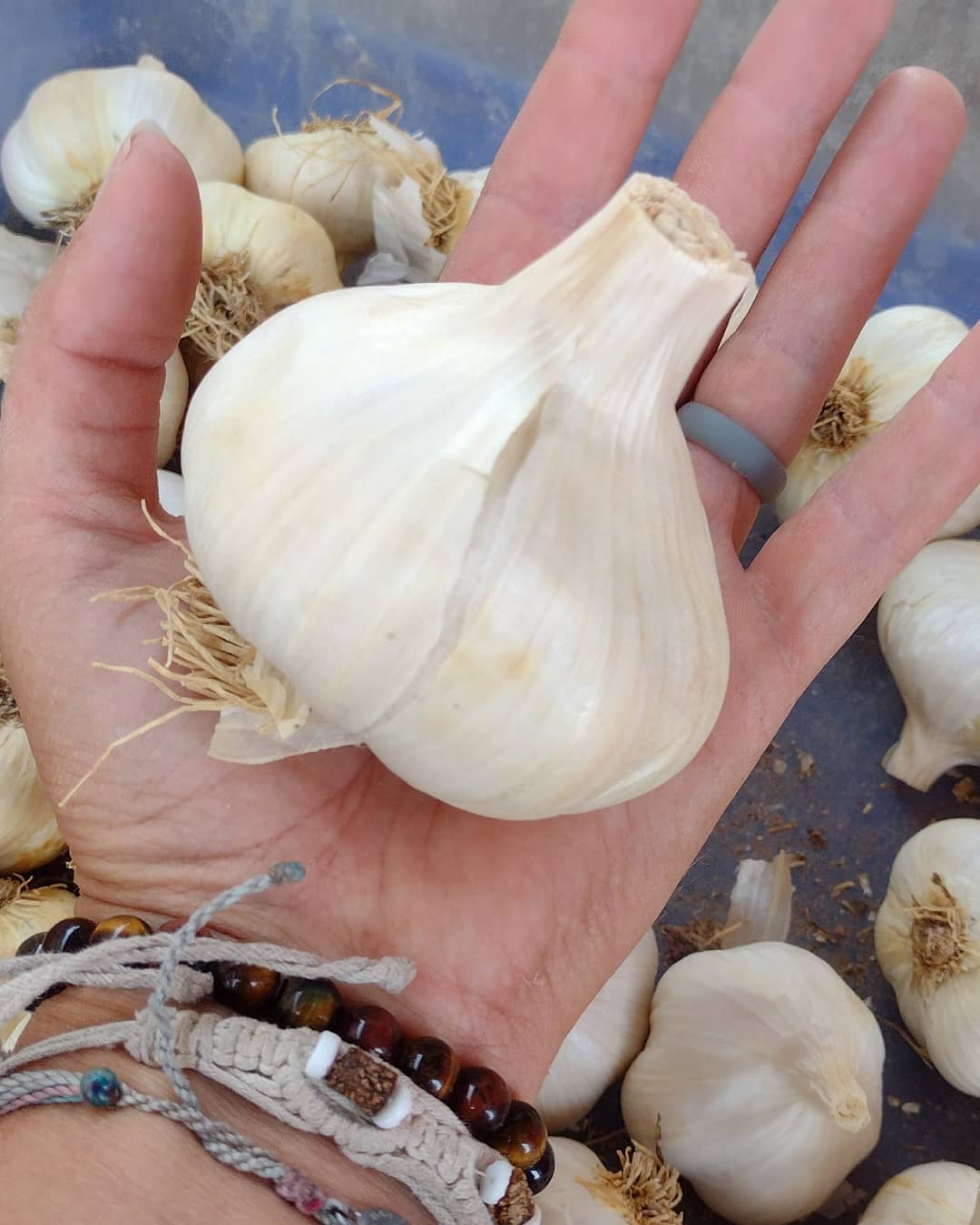 Garcua white softneck garlic bulbs